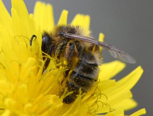 Andrena sp.